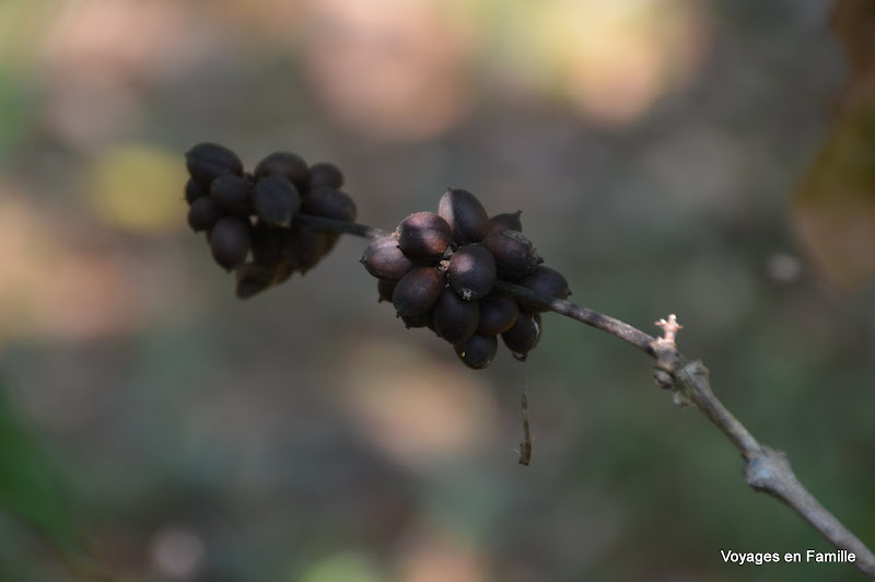 coffee fruit