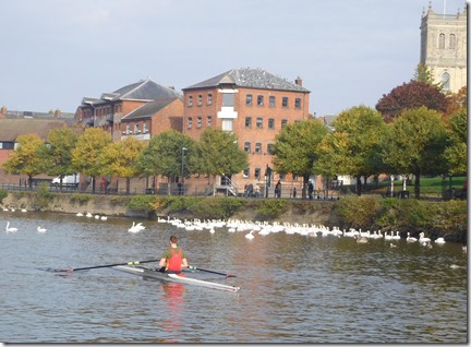 3 rower and swans