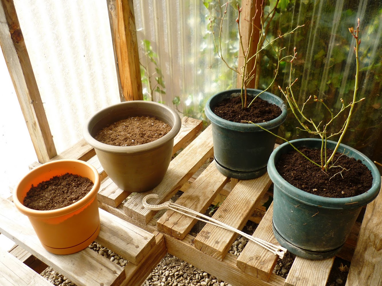 Baby Steps to Gardening