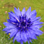 Cornflower