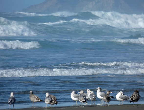 Gulls on Beach