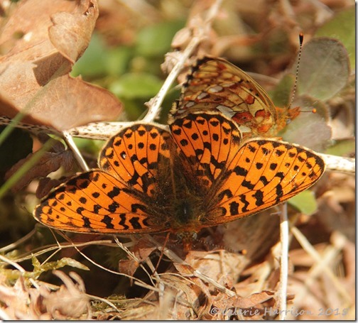 1-Pearl-bordered-Fritillary