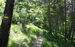 Montée progressive dans la pinède, le long de la crête des Assalins.