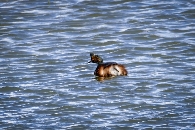 Earred Grebe P1010865