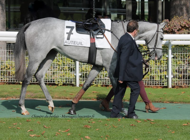 Photos Auteuil 11-10-2015 IMG_5152