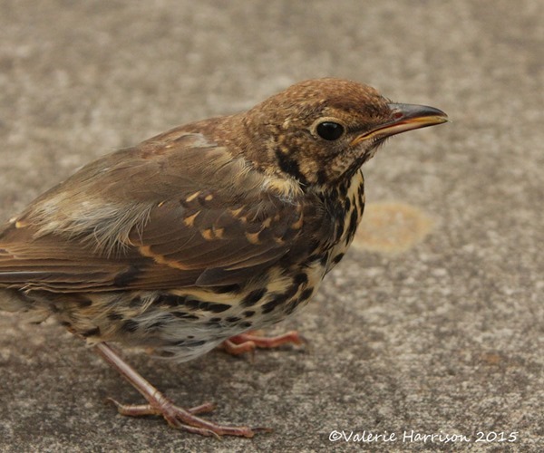 Song-Thrush-2