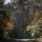 Forêt domaniale de la Grange