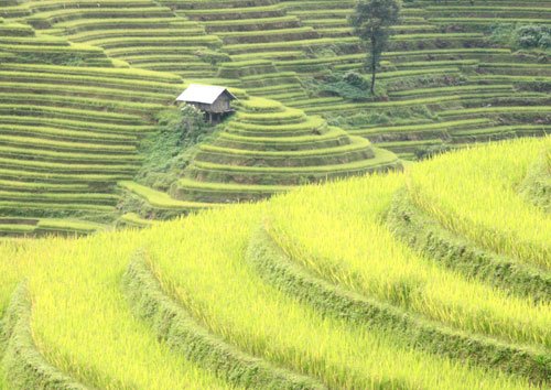 Ve mu cang chai ngam ruong bac thang cung cong ty moi truong