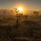 Item logo image for early morning sunrise