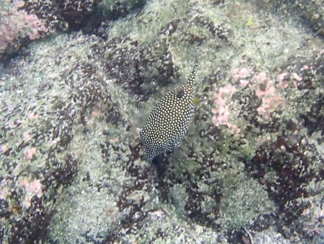  Fish at Kahalu'u Beach