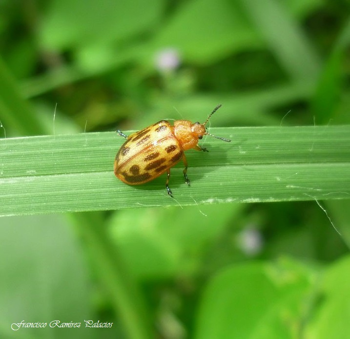 Cottonwood Leaf Beetle