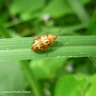 Cottonwood Leaf Beetle