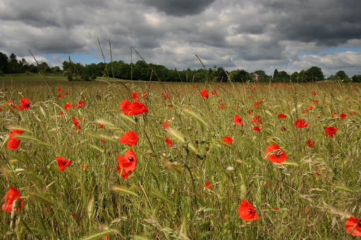 1006 002 Marlow Circular, England Poppies in the field