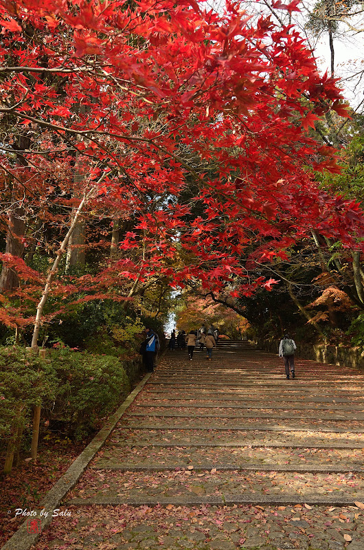 京都光明寺