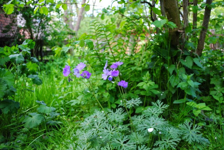 [Bild: Geranium%252520tuberosum5_20150517.JPG]