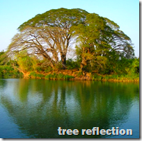 [tree reflection]