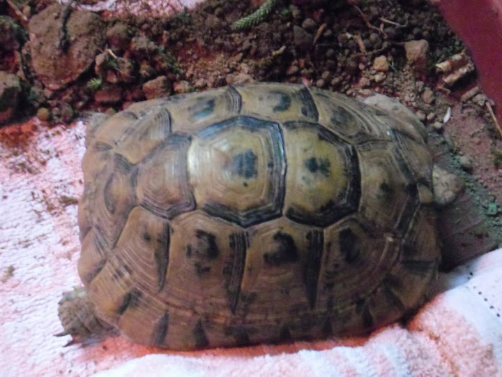 Sexage et identification d"une tortue trouvée SAM_0821