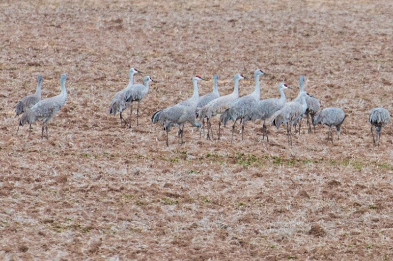 Sandhill Cranes IMG_0783