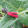 Net-winged Beetle