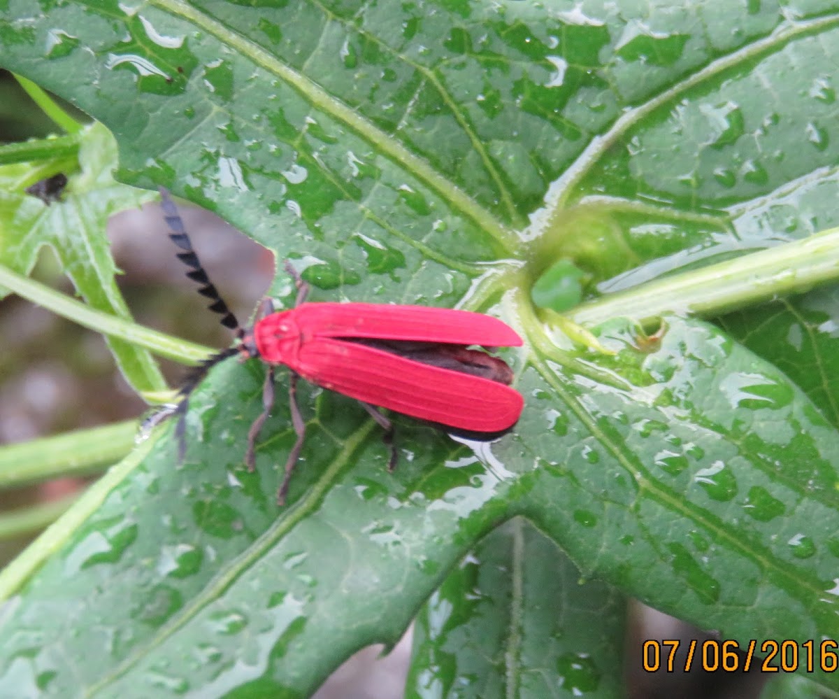 Net-winged Beetle