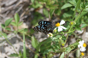 Butterfly pollinating a flower