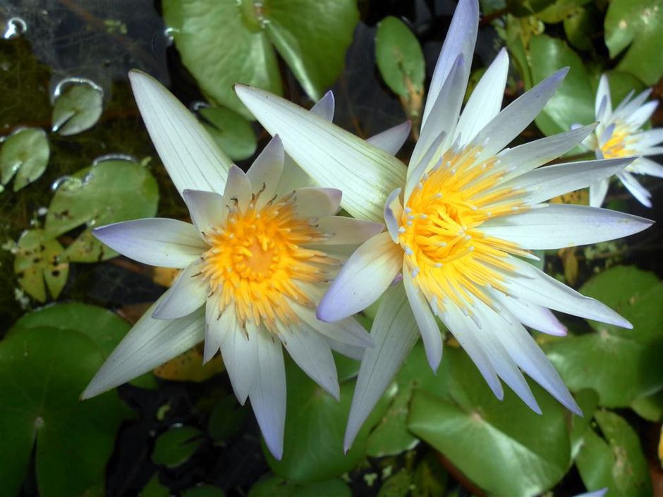 Кувшинка Морская Роза (Nymphaea × daubenyana)