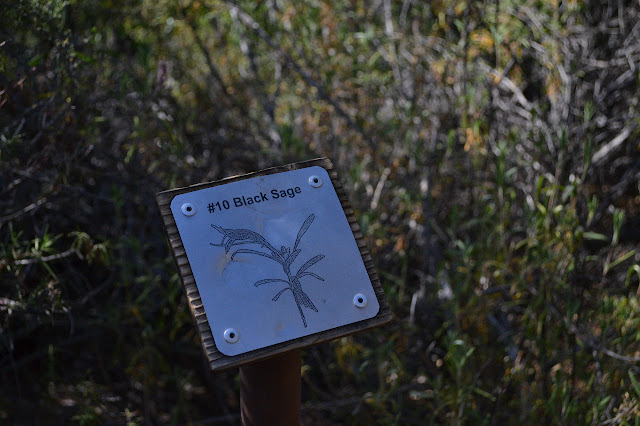 black sage interpretive sign