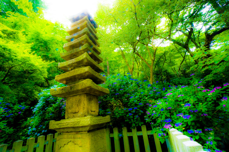 Hydrangea flowers at Takahatafudoson Kongoji Temple1