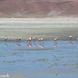 Laguna Colorada, Bolívia