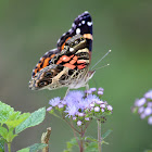 American Painted Lady