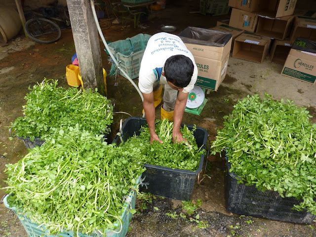 Blog de voyage-en-famille : Voyages en famille, Cameron Highlands, au pays du thé