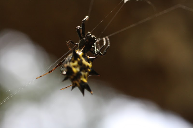 Micrathena gracilis