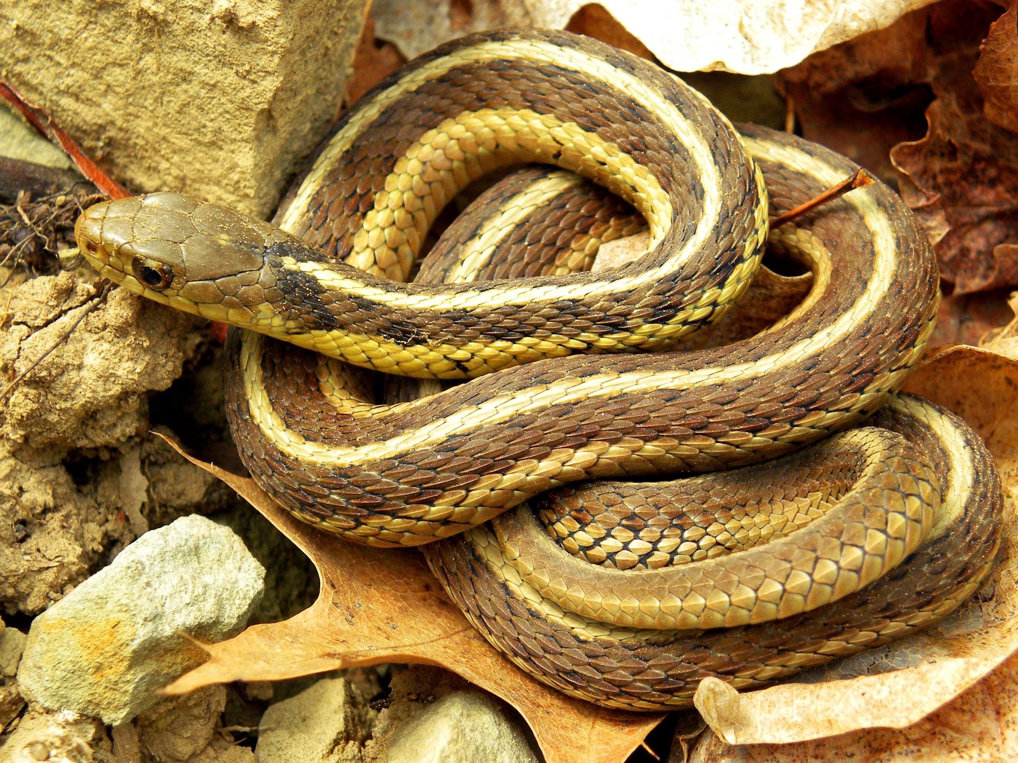 Какое название змеи. Eastern Black-necked Garter Snake.