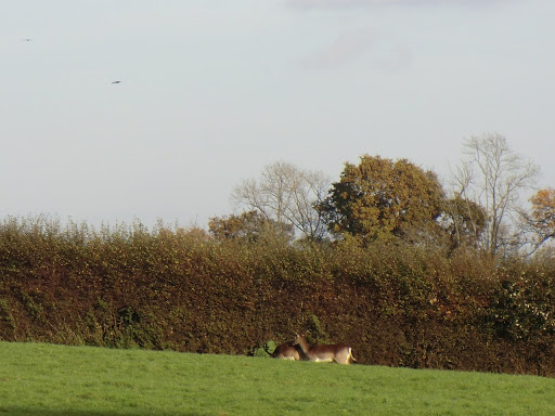 CIMG9348 Deer at Manor Farm