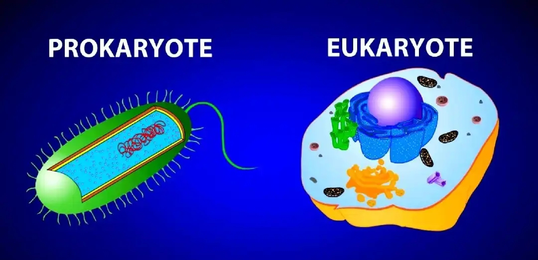 Eukaryotic And Prokaryotic Cells