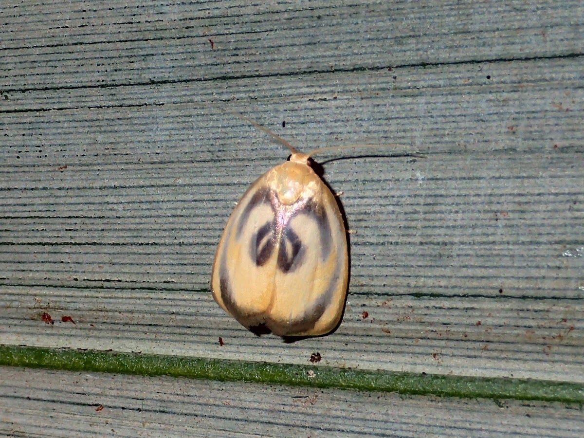 Lichen Moth