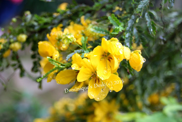 Yellow cluster bloom