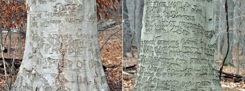 perryville-tree-engravings-3