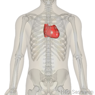 Letak jantung manusia