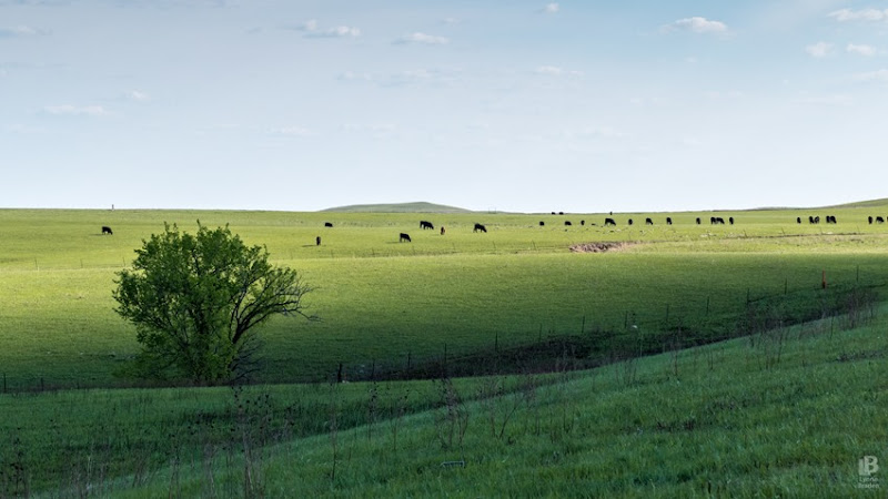 Flint Hills Cattle P1030165