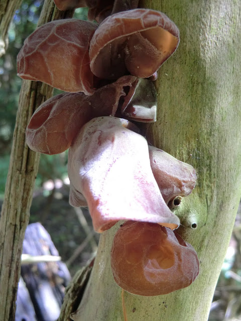 CIMG6986 Ear Fungus, the Long Plantation