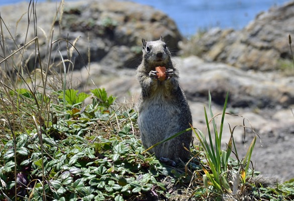 California Ground Squirrel