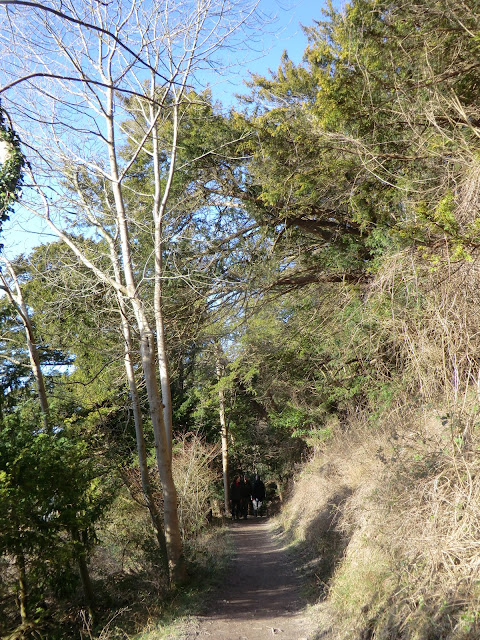 CIMG6665 Through Hartslock Wood on the Thames Path