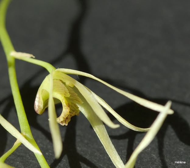 Dendrobium denudans _MG_4289