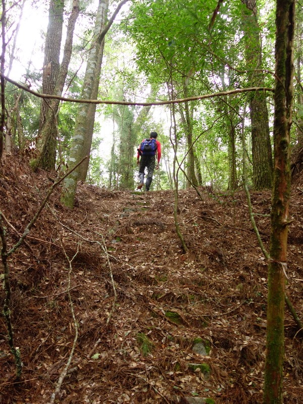 2013_1001-1003 八仙山馬崙山-2_049