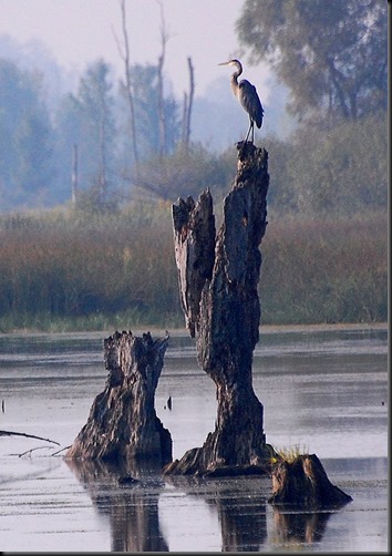 Blue Heron