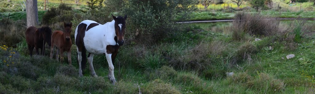 Φωτογραφίες Kρήτης και όχι μόνο.... - Σελίδα 4 DSC_0109