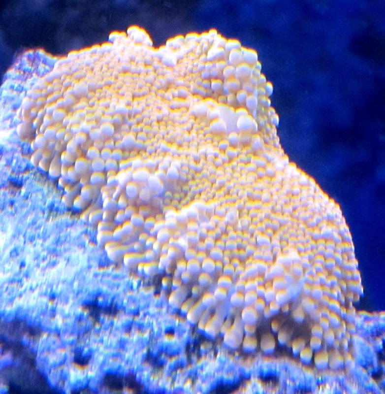 coral2.jpg