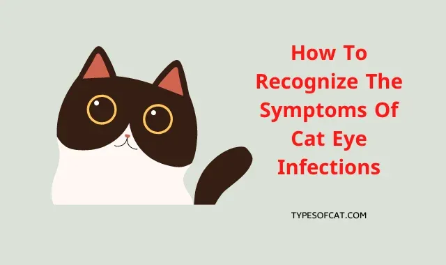 How To Recognize The Symptoms Of Cat Eye Infections