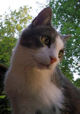 Oscar posing Aug 2011